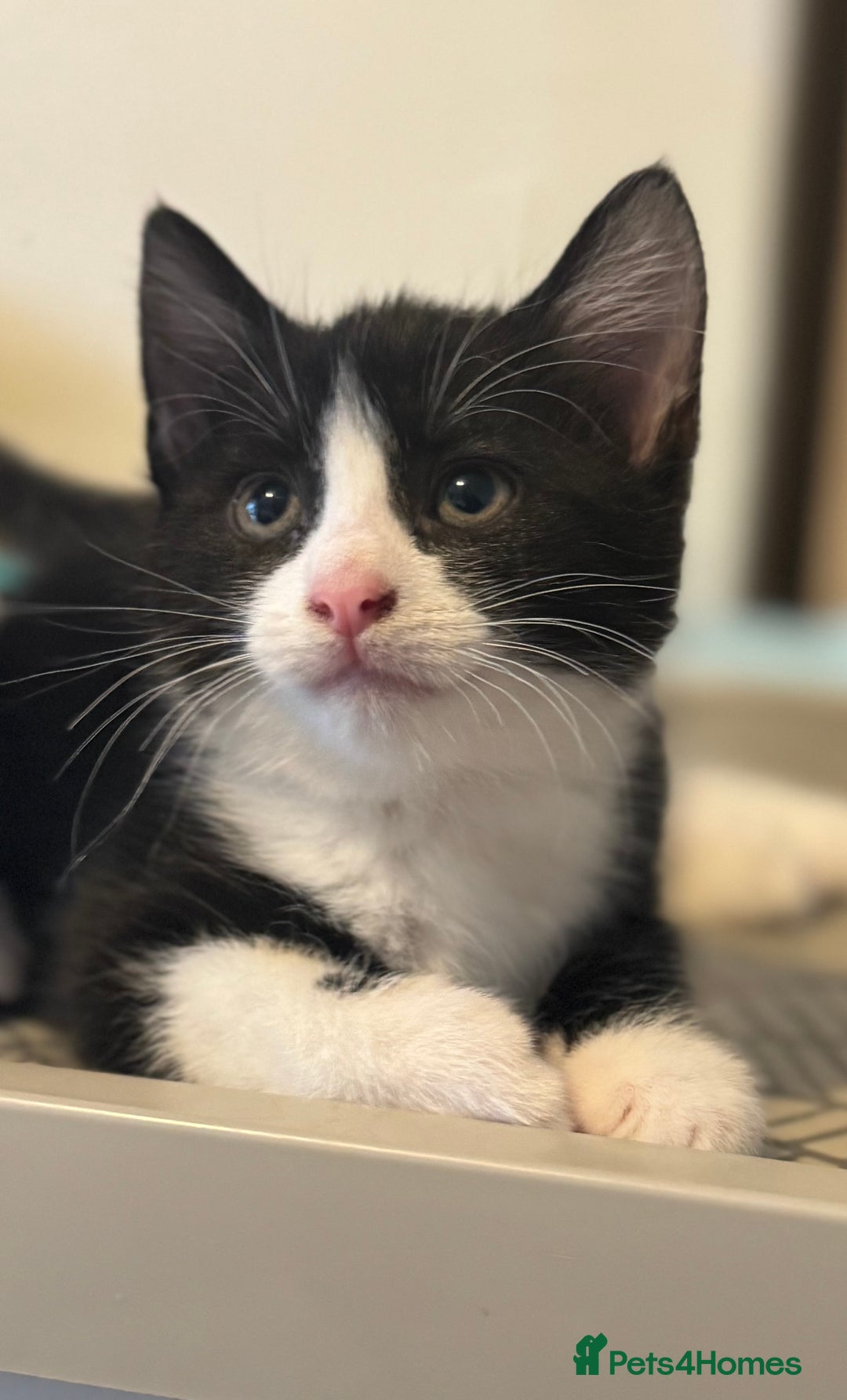 British Shorthair cats for sale: 2 boys one girl for sale  - Image 15