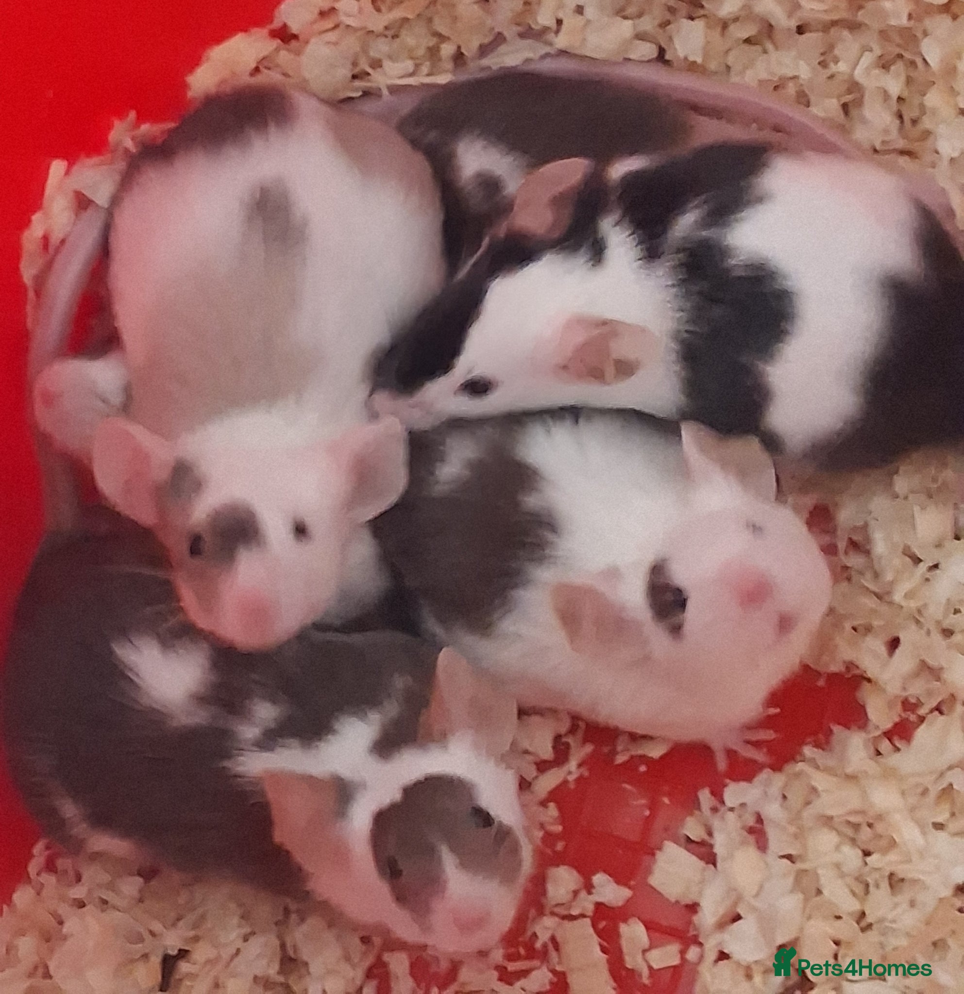 Mouse rodents MALE & Female FANCY MICE 🐁🐾 - Advert 21