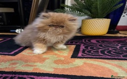 Persian cats for sale: Beautiful red/white pedigree Persian male kitten - Image 9