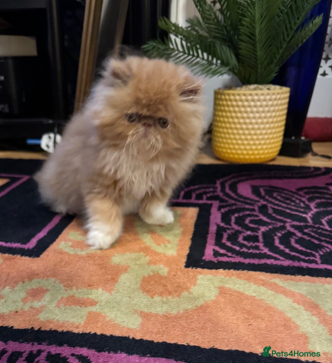 Persian cats for sale: Beautiful red/white pedigree Persian male kitten - Image 9