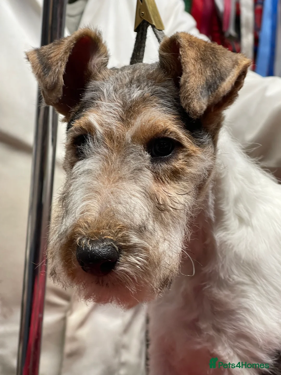 Fox Terrier dogs for sale: Stunning Wire Fox Terrier Puppies  in Belfast - Advert 2