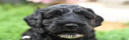 Cockapoo dogs for sale: 🌟 Vet-Checked F2 Cockapoo Girls – Ready 24 July🐾 - Advert 11