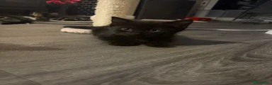 Black male