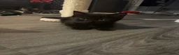 Mixed Breed cats for sale: 2 male kittens - Advert 2