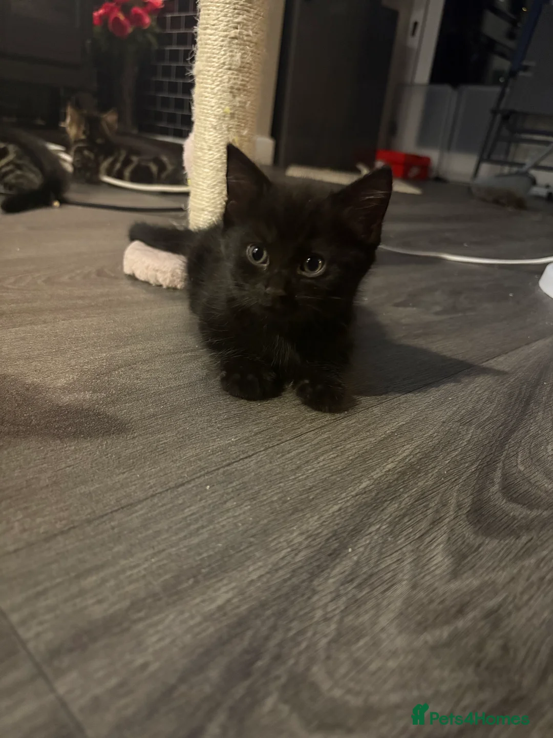 Mixed Breed cats for sale: 2 male kittens - Advert 2