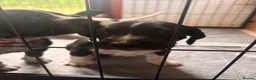 Mixed Breed dogs for sale: 1 BOY & 1 GIRL LEFT- GSP X FOXHOUND Puppies  - Advert 3