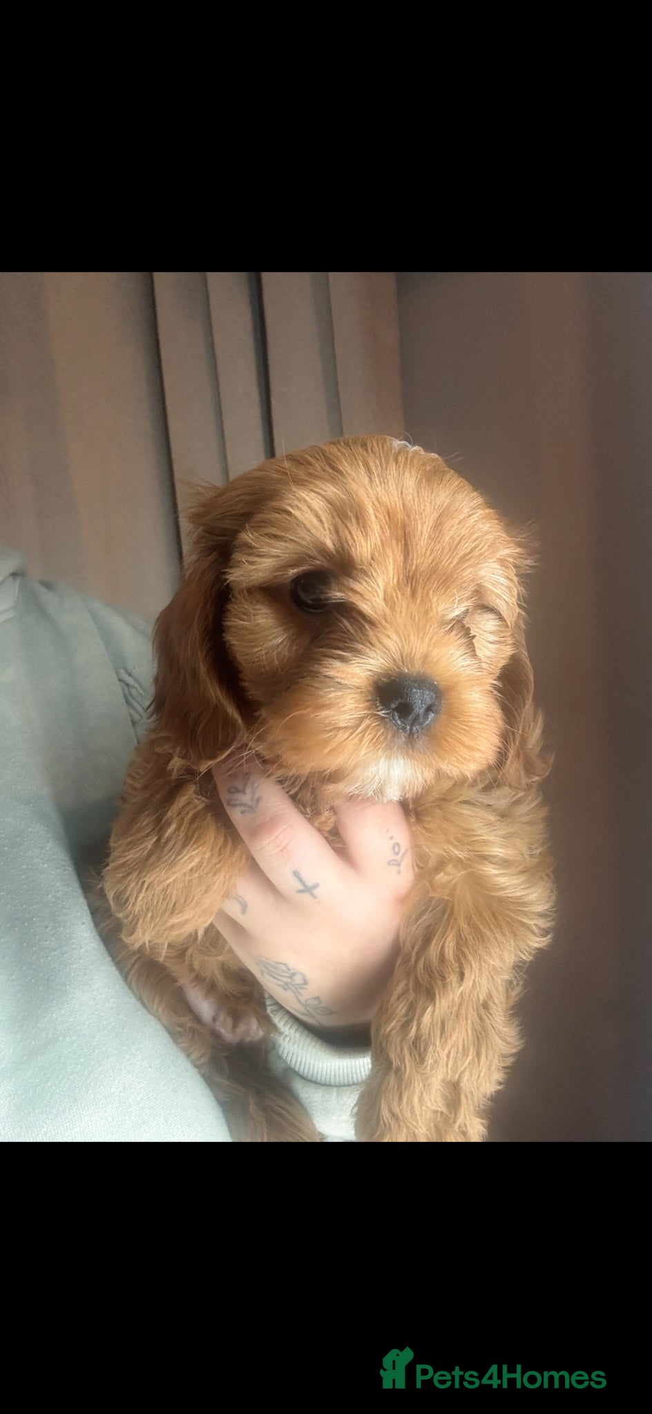 Cavapoo dogs ❤️READY for forever homes❤️Beautiful Red Cavapoo❤️ - Advert 18