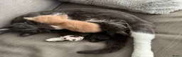 Mixed Breed cats for sale: 2 Beautiful grey striped kittens! - Advert 2