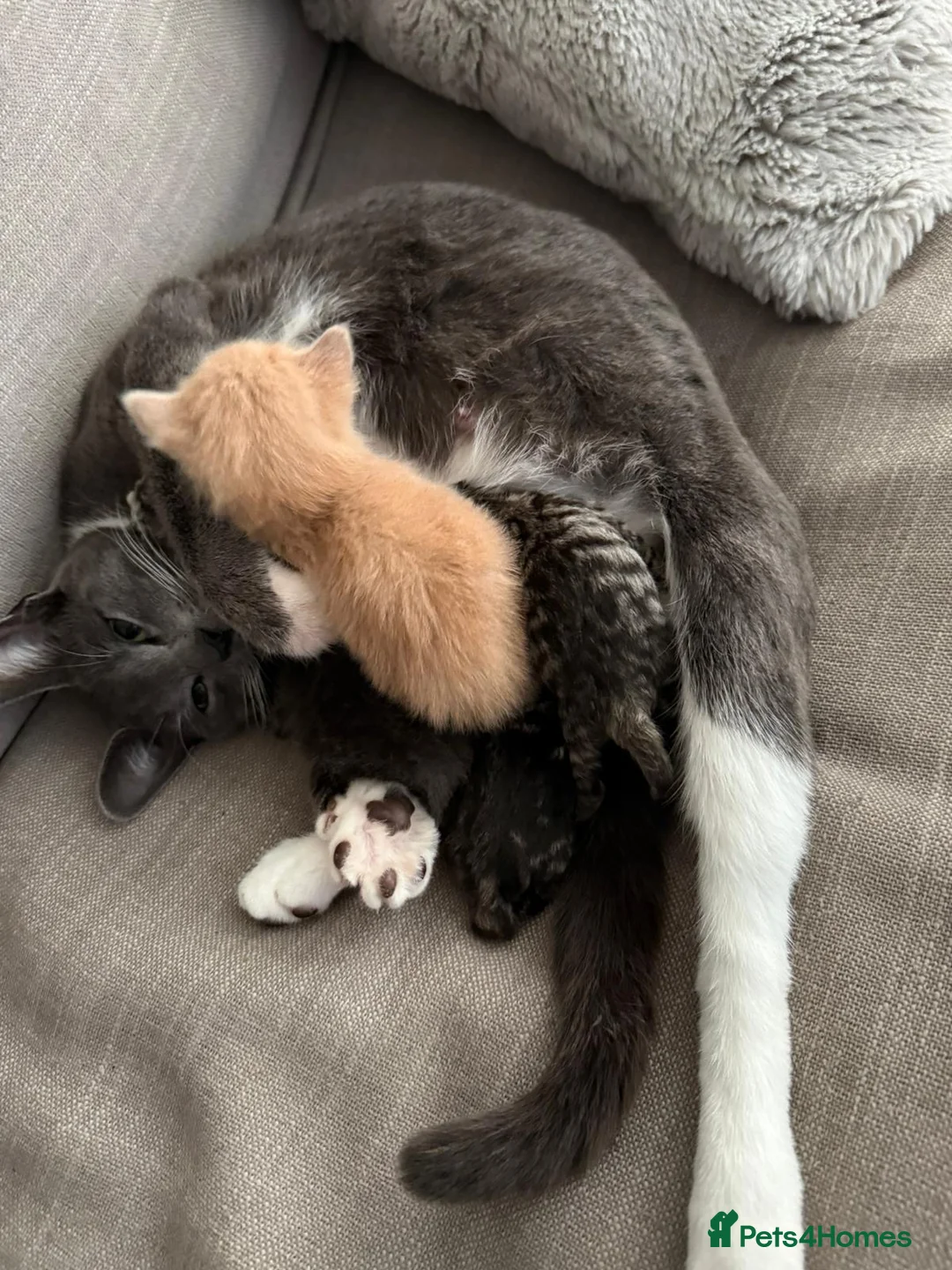 Mixed Breed cats for sale: 2 Beautiful grey striped kittens! - Advert 2