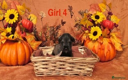 Miniature Schnauzer dogs for sale: 5th generation pedigree miniature schnauzer  - Image 8