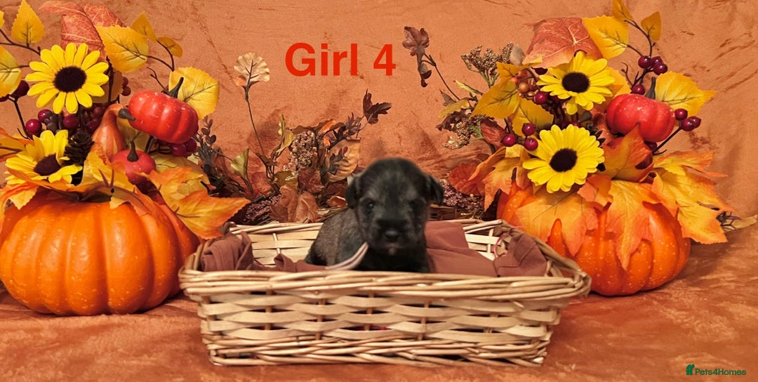 Miniature Schnauzer dogs for sale: 5th generation pedigree miniature schnauzer  - Image 8