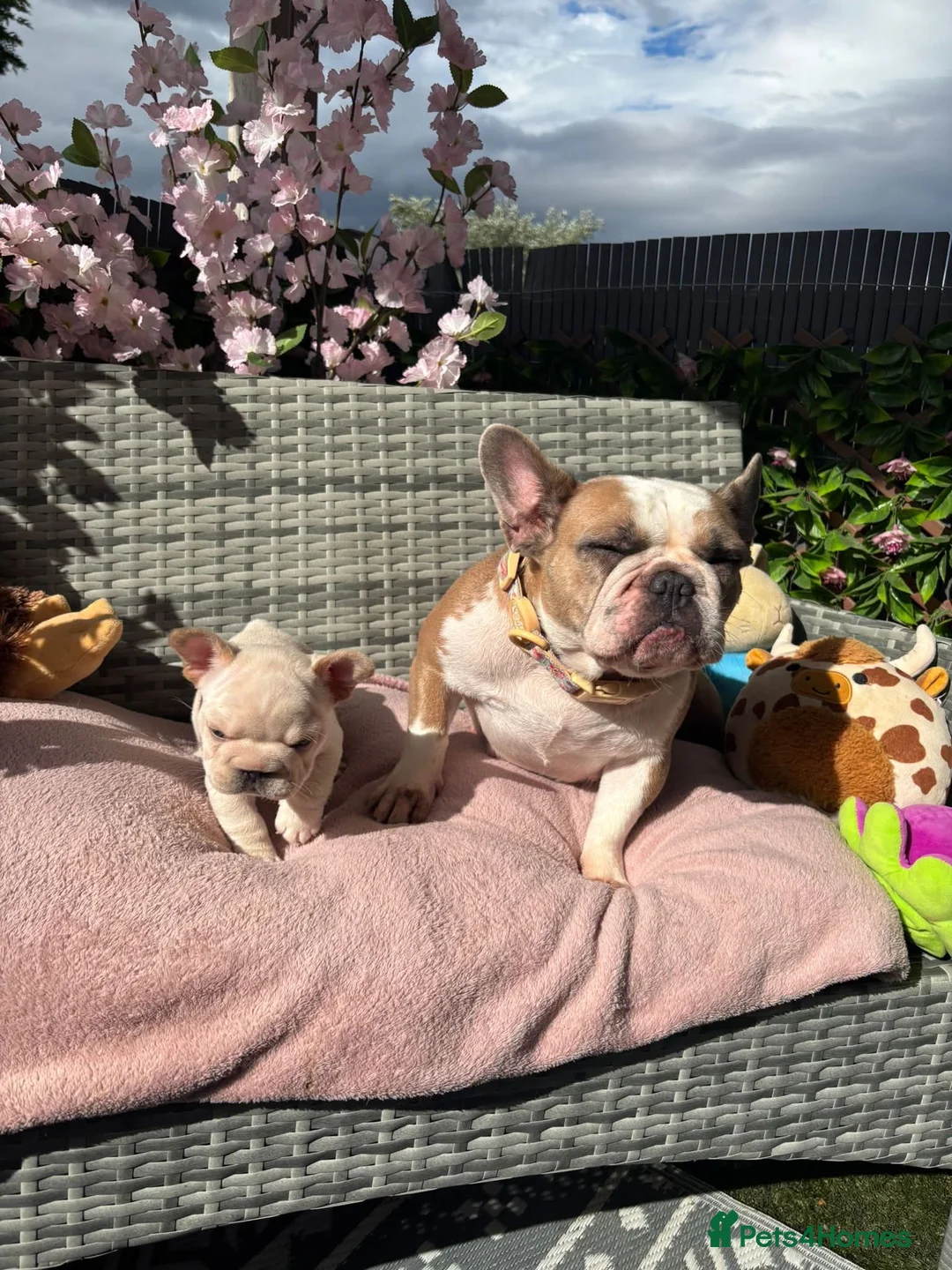 French Bulldog dogs for sale: Stunning cream French bulldog - Advert 2