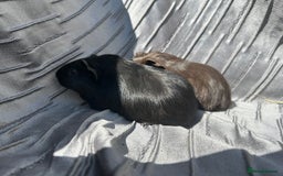 Guinea Pig rodents for sale: Baby boars  - Image 6