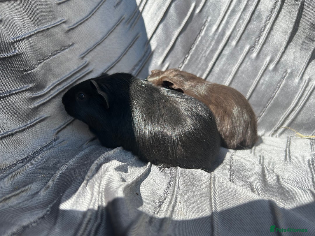 Guinea Pig rodents for sale: Baby boars  - Image 6