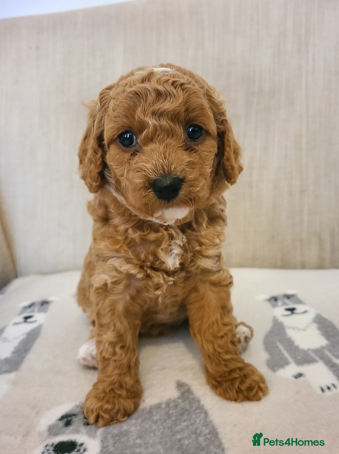 Cavapoo dogs for sale: Beautiful Red Cavapoo Puppies F1bb - Advert 29
