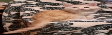 Maine Coon Kitten 2