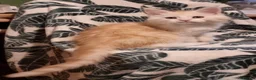 Maine Coon cats for sale: GCCF registered pedigree Maine Coon Kittens  - Advert 28
