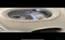 Ragdoll cats for sale: GCCF REGISTERED DNA TESTED PARENTS AND CLEAR  - Image 16