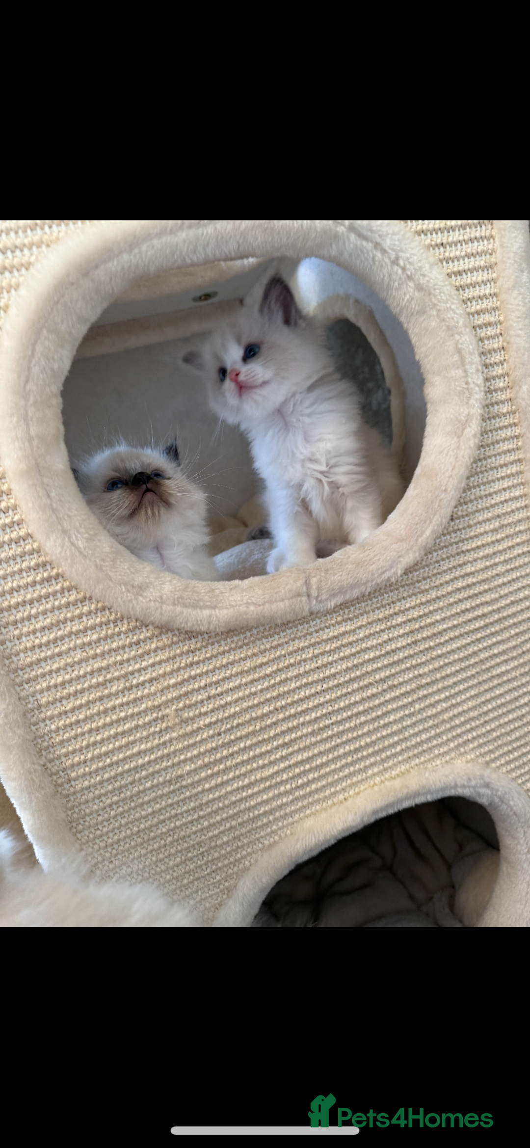 Ragdoll cats for sale: GCCF REGISTERED DNA TESTED PARENTS AND CLEAR  - Image 16