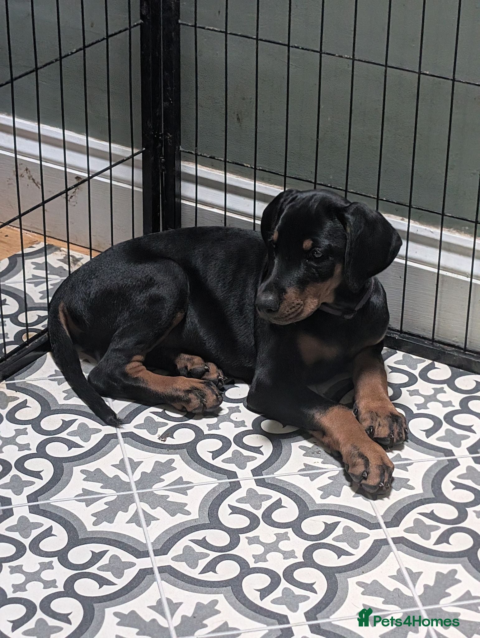 Dobermann dogs KC REGISTERED DOBERMANN PUPS – EXCEPTIONAL LITTER - Advert 2