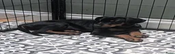 Dobermann dogs for sale: KC REGISTERED DOBERMANN PUPS – EXCEPTIONAL LITTER - Advert 2