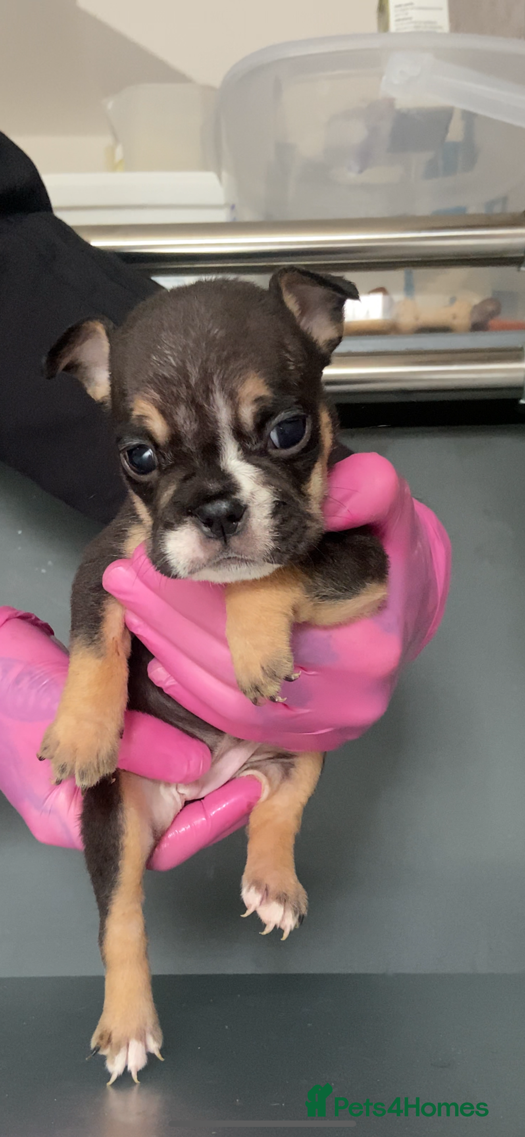 English Bulldog dogs for sale: KC registered English Bulldog Puppies  - Image 30