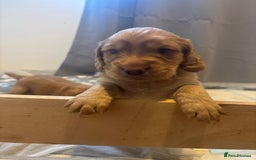 Cocker Spaniel dogs for sale: Working ginger/red cocker spaniels. - Image 7
