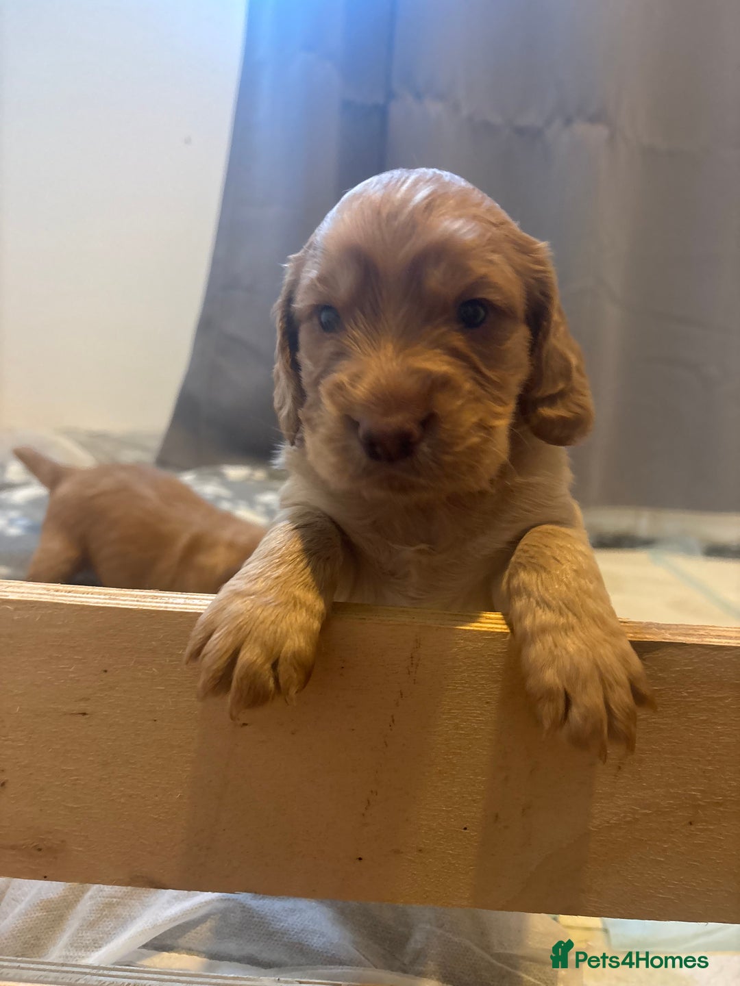 Cocker Spaniel dogs for sale: Working ginger/red cocker spaniels. - Image 7