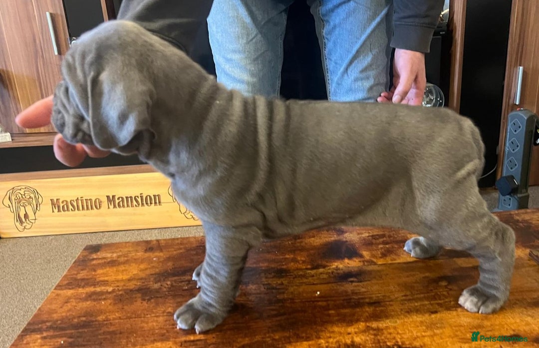 Neapolitan Mastiff dogs for sale: Makaevo Puppies - Advert 22
