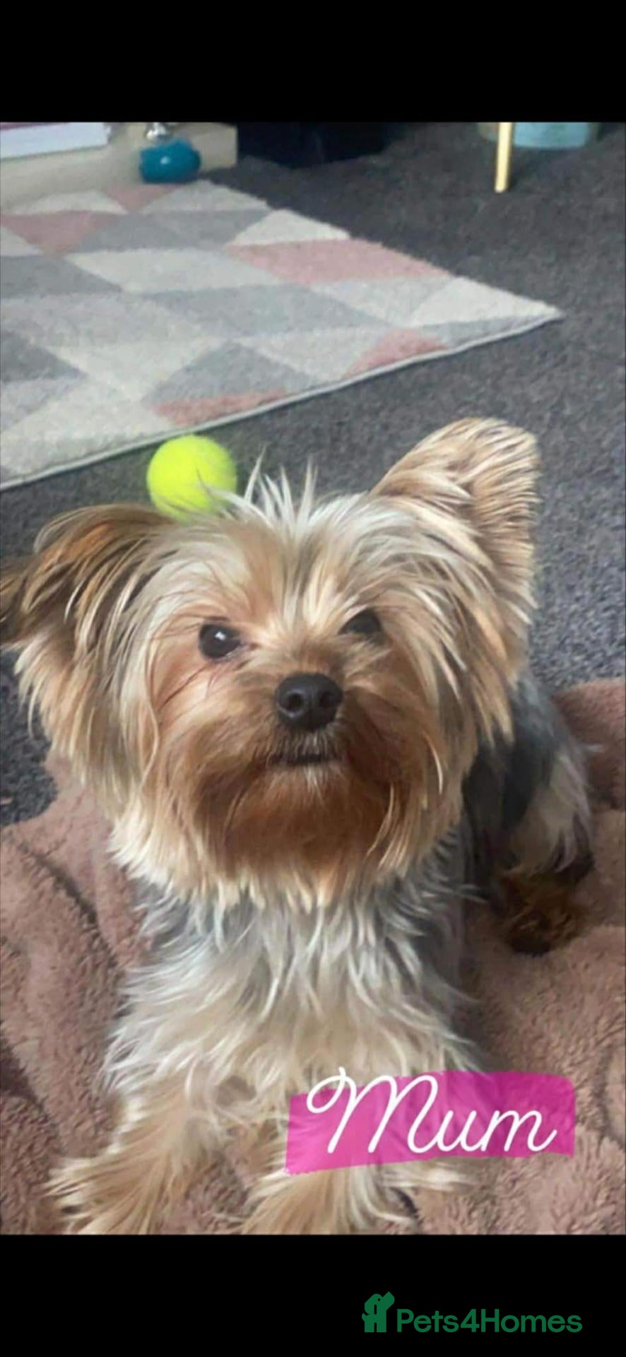 Yorkshire Terrier dogs Yorkshire Terrier Puppies - Advert 5
