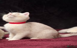 British Shorthair cats for sale: British shorthair kittens golden silver TICA - Image 14