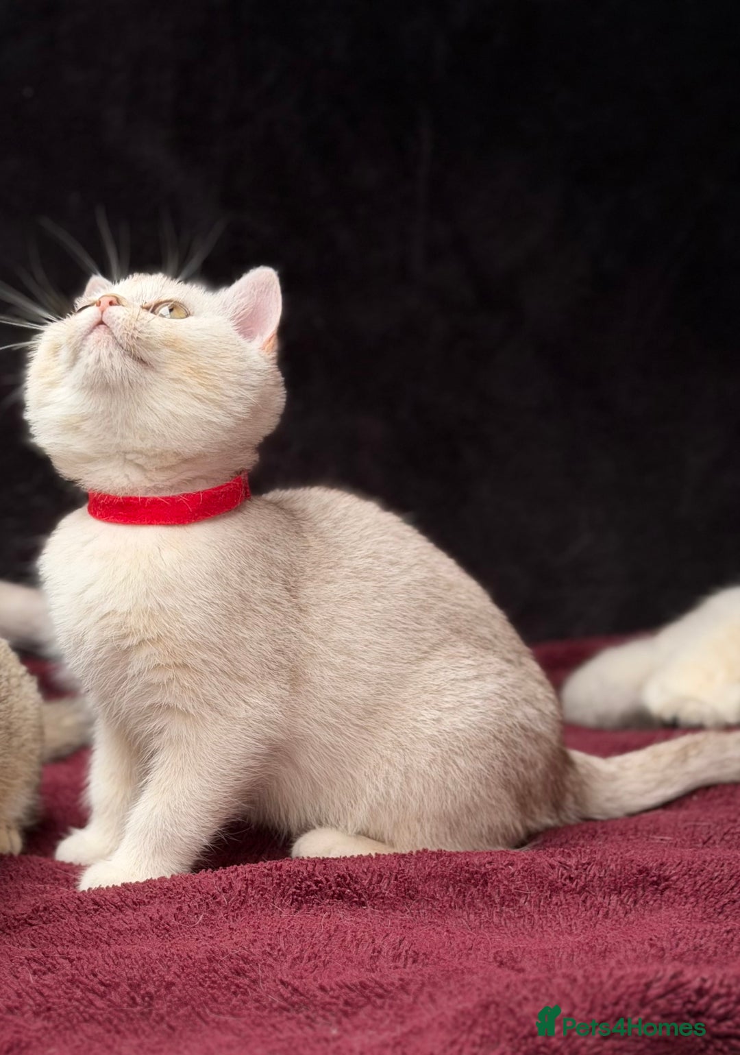 British Shorthair cats for sale: British shorthair kittens golden silver TICA - Image 14