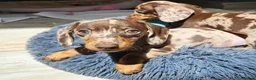 Miniature Dachshund dogs for sale: Mini Dachshund Puppies for sale  in Glasgow - Advert 9
