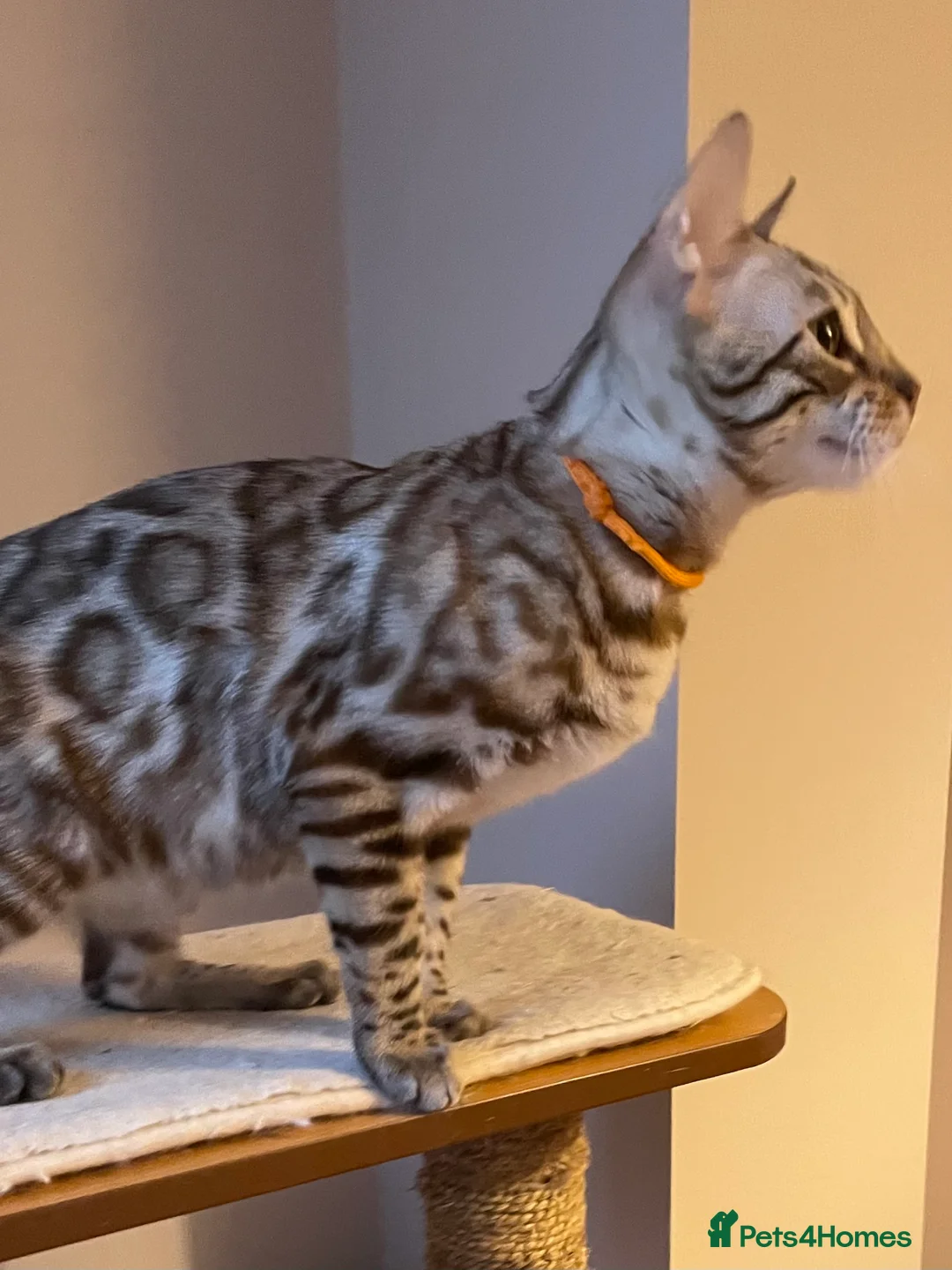 Bengal cats for sale: Outstanding pedigree Bengals - Advert 27