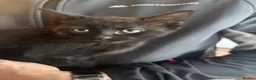 Mixed Breed cats for sale: Mixed breed kittens 🩷 - Advert 7