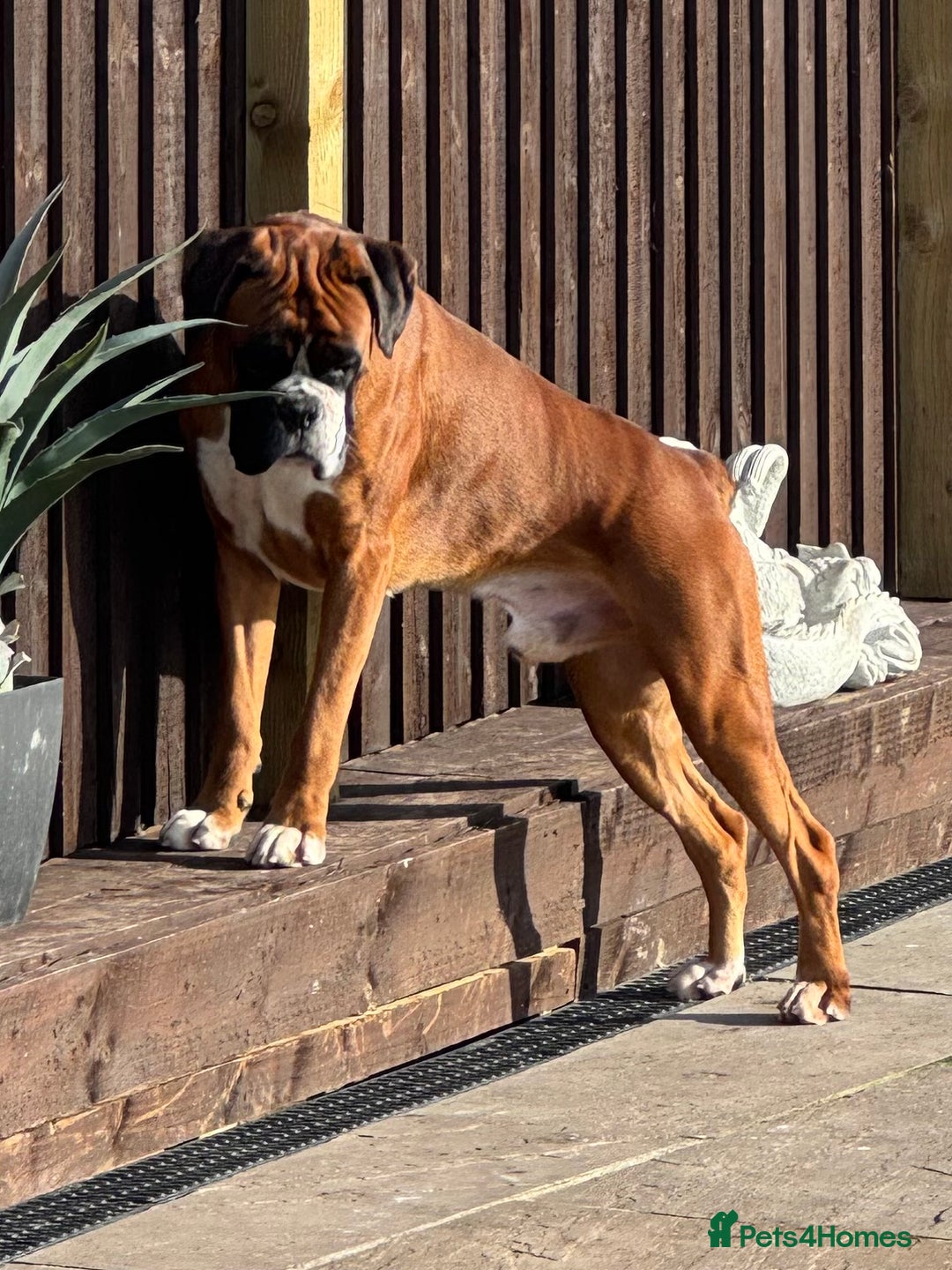 Boxer dogs for stud: Health tested Bobtail stud - Image 3