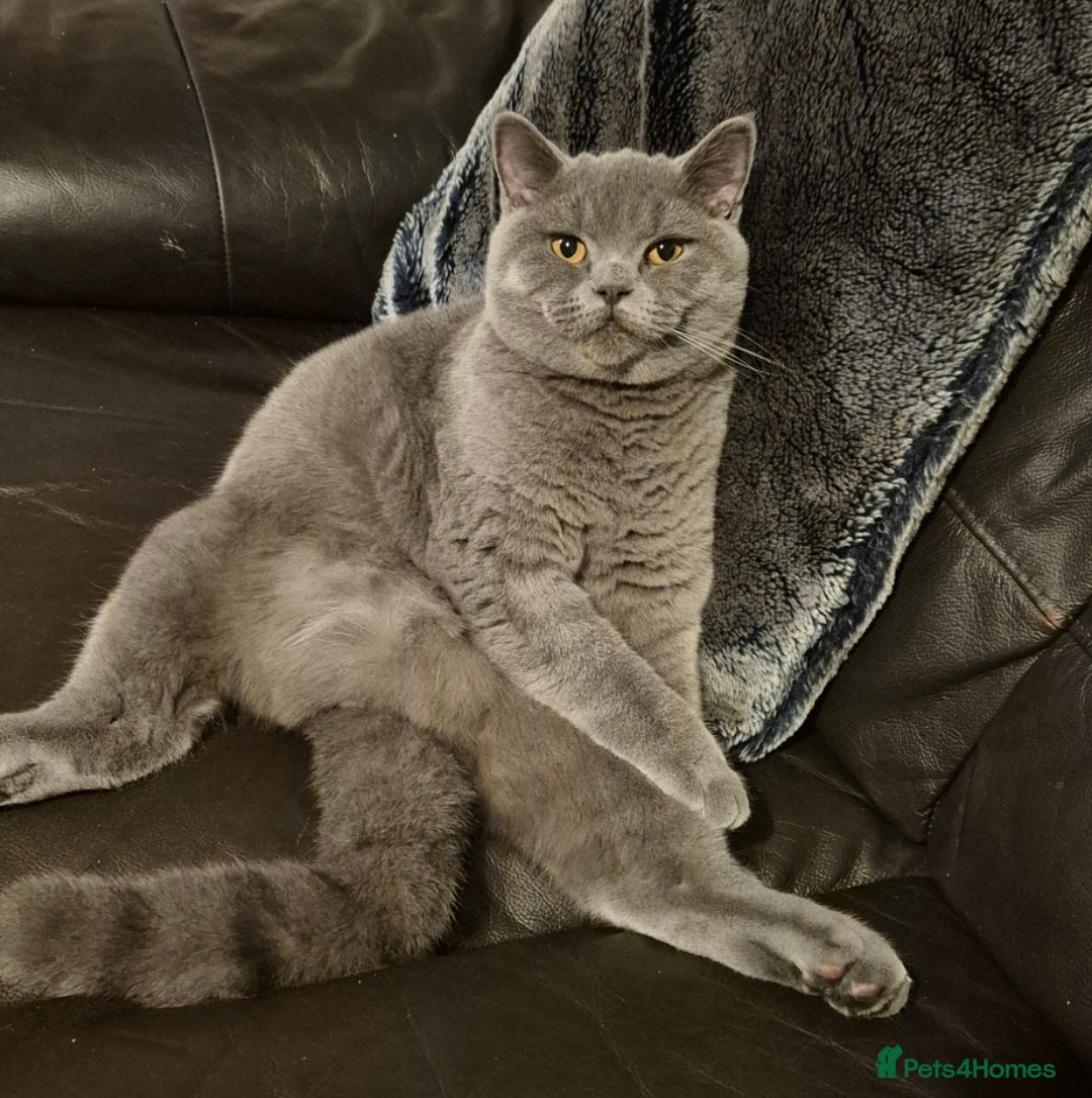 British Shorthair cats for sale: Bonded pair girl & boy - Advert 8