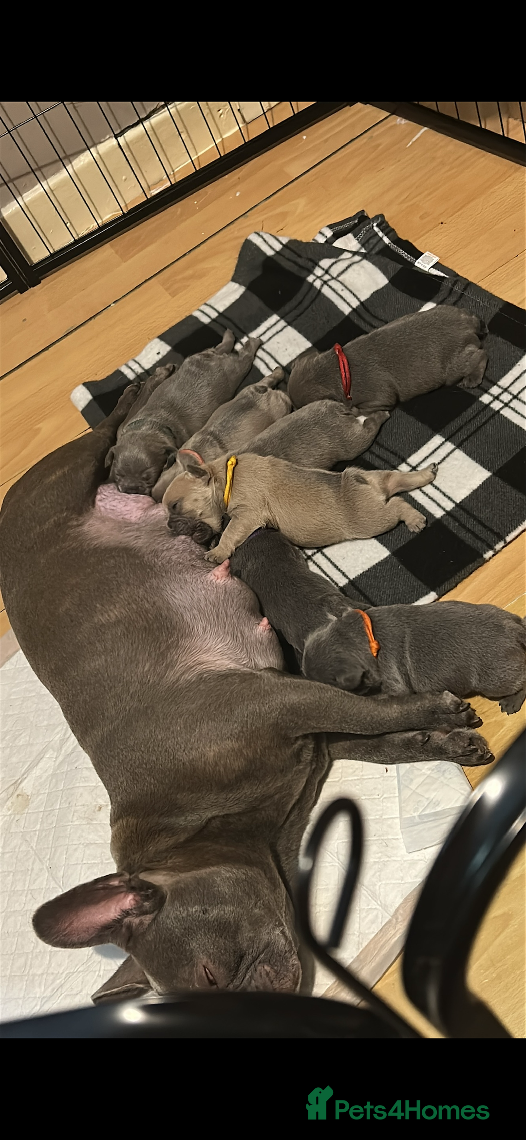 French Bulldog dogs for sale: Frenchies - Advert 1