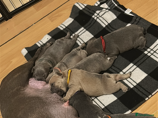 French Bulldog dogs Frenchies - Advert 1