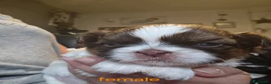 Shih Tzu 3