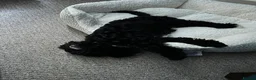 Cockapoo dogs for sale: Beautiful tuxedo cockapoo 2 years old  in Worthing - Advert 4