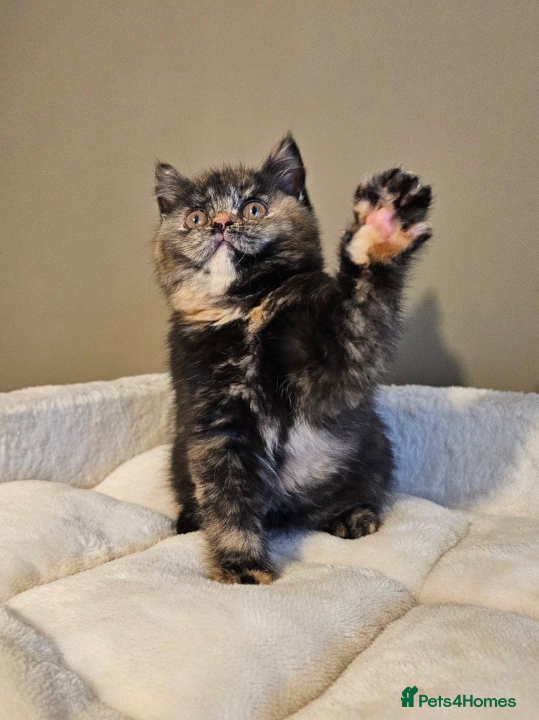 British Shorthair cats for sale: ✨SUPER CUDDLY BOY ✨ Total lap cat ✨ Rare colour ✨ in Biggleswade - Image 20