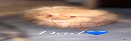 Pomeranian dogs for sale: Beautiful  Pomeranian baby’s  - Advert 11