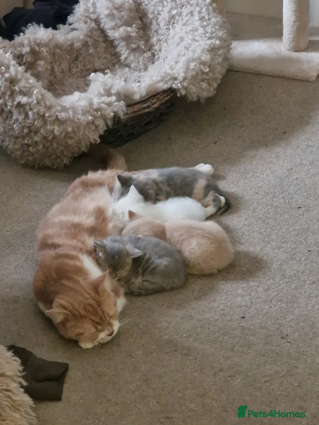 British Shorthair cats for sale: 4 Gorgeous Kittens – Ready to Reserve Now - Advert 1