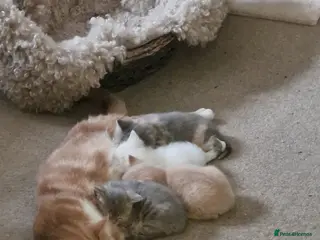 British Shorthair cats 4 Gorgeous Kittens – Ready to Reserve Now - Advert 4