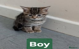 Mixed Breed cats for sale: Beautiful tabby kittens  - Image 2