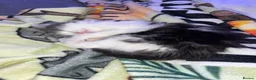 Mixed Breed cats for sale: Beautiful fluffy kittens in Selby - Advert 3