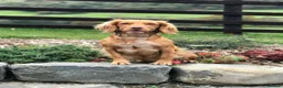 Cocker Spaniel dogs for sale: Litter of 8 Red cocker spaniel puppies - Advert 7