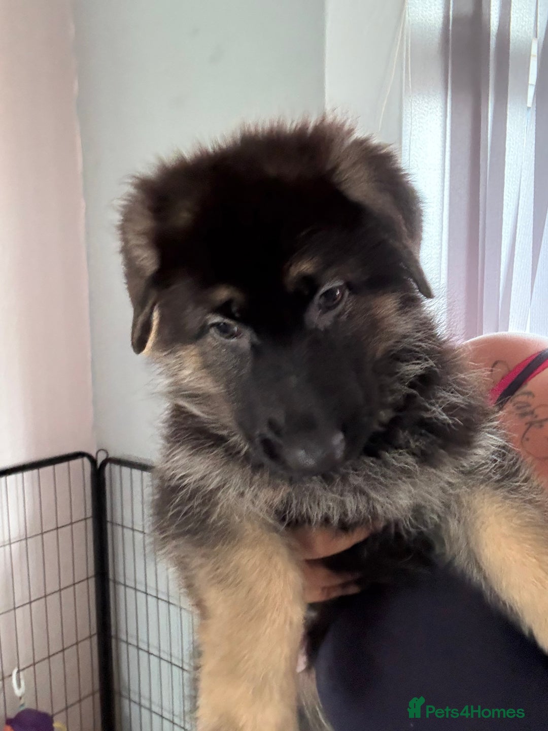 German Shepherd dogs for sale: Ready to leave kc reg big boned health tested gsd - Image 7