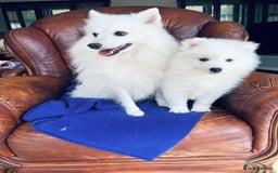 Japanese Spitz dogs for sale: Lovely Male Japanese spitz puppy - Image 17